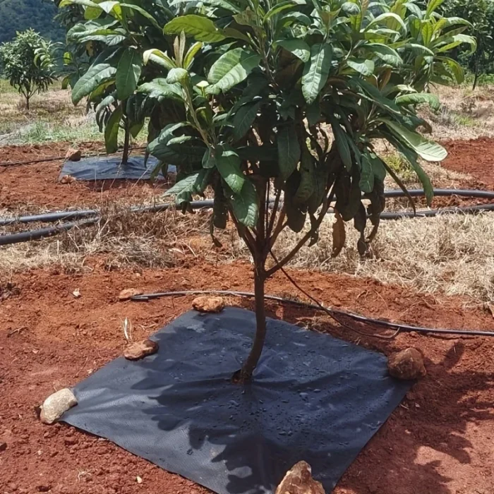 10 pieces of reusable tree weed control and moisturizing cover - non-woven biodegradable tree mat and grassland plastic film - Image 1