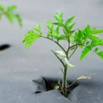 10 pieces of reusable tree weed control and moisturizing cover - non-woven biodegradable tree mat and grassland plastic film - Image 4
